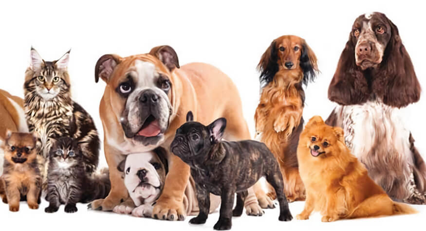 Evcil Hayvan Almadan Önce Düşünmeniz Gerekenler Evcil Hayvan Almadan Önce Düşünmeniz Gerekenler