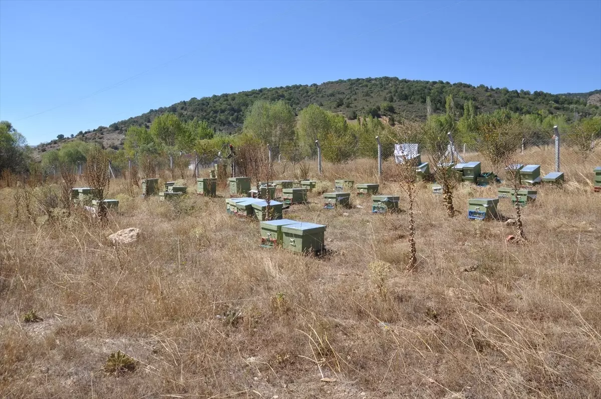 Engelli Kadın Girişimci Arıcılık Hayalini Gerçekleştirdi Engelli Kadın Girişimci Arıcılık Hayalini Gerçekleştirdi