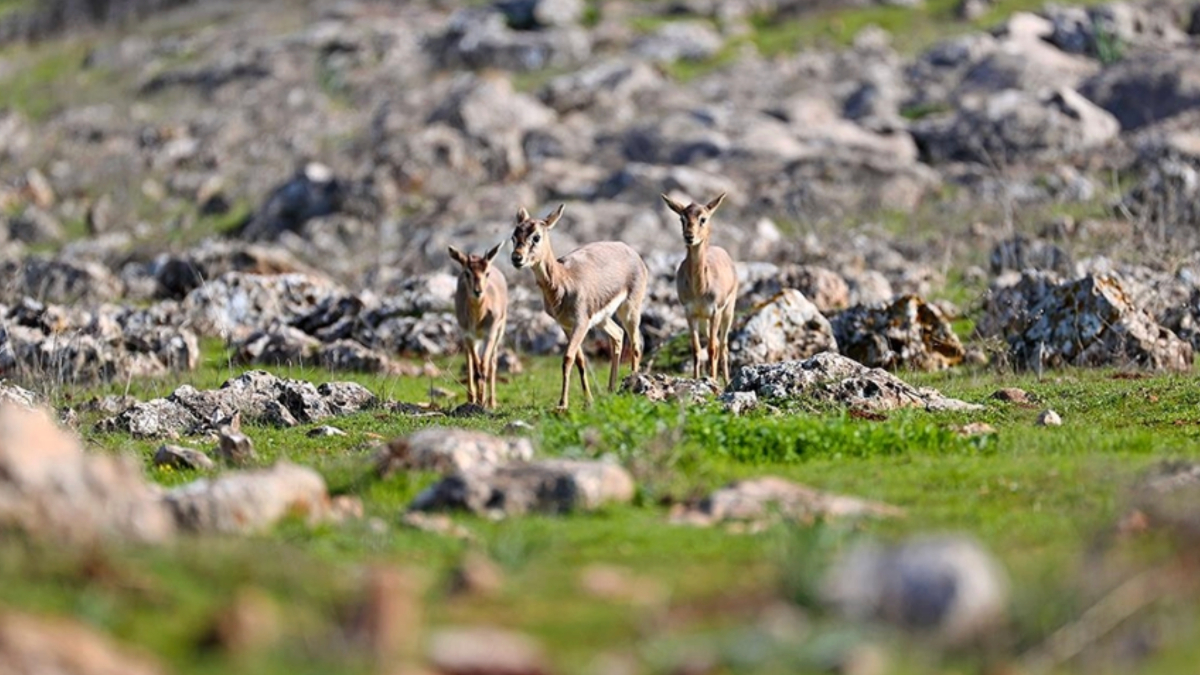 DKMP’de 13 yılda yaklaşık 73 bin yaban hayvanı tedavi edilerek doğaya salındı DKMP’de 13 yılda yaklaşık 73 bin yaban hayvanı tedavi edilerek doğaya salındı