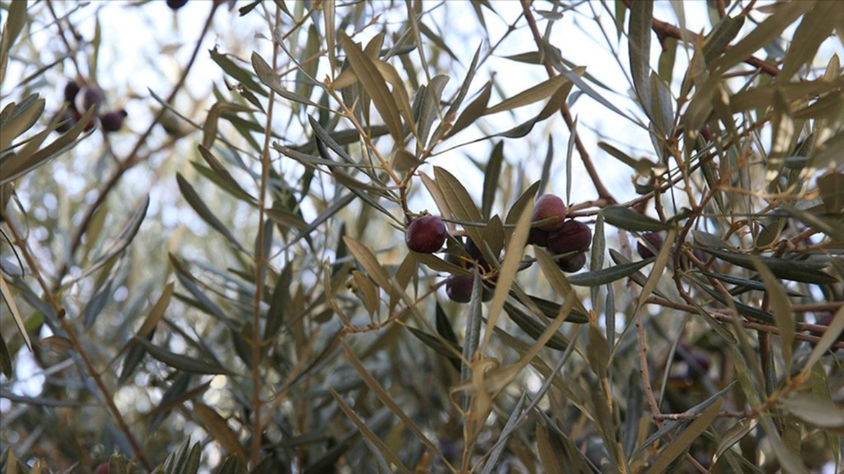Hatay’da tarihi caminin avlusundaki 1358 yıllık zeytin ağacında hasat Hatay’da tarihi caminin avlusundaki 1358 yıllık zeytin ağacında hasat