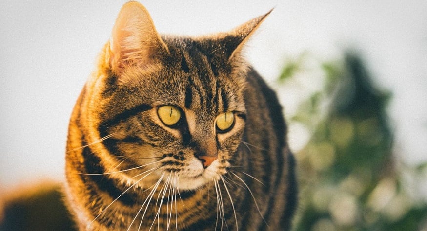 İlk Göz Ağrım İlk Göz Ağrım