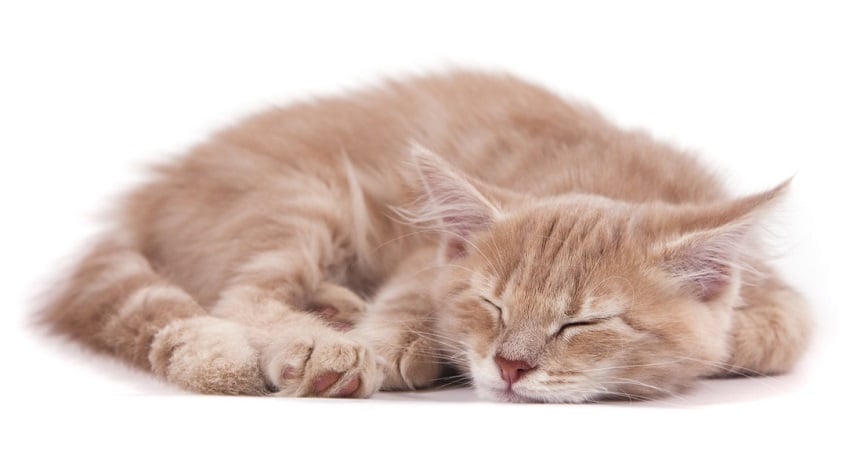 Kediler Uyurken Neden Titrer? Kediler Uyurken Neden Titrer?