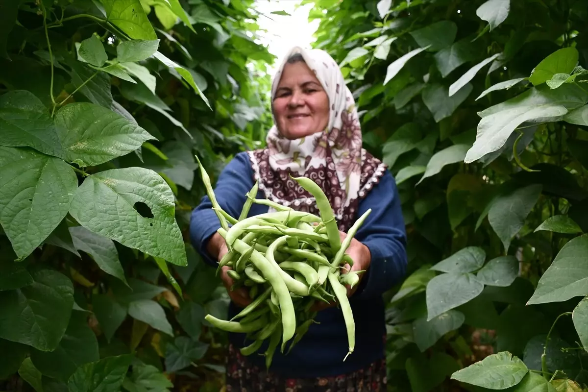 60 Yaşındaki Kadın, 10 Dönüm Arazide Sebze Yetiştiriyor 60 Yaşındaki Kadın, 10 Dönüm Arazide Sebze Yetiştiriyor
