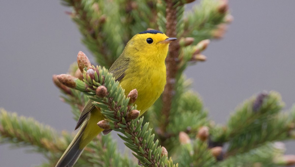 Kuşlar tuhaf davranmaya başladı: “Bu, insanlığa uyarı” Kuşlar tuhaf davranmaya başladı: “Bu, insanlığa uyarı”