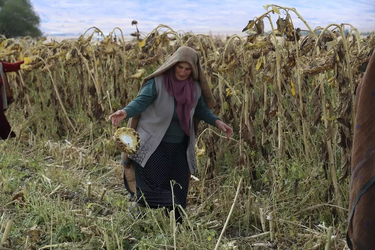 Kadın Kooperatifi Tarımsal Üretimle Ekonomiye Katkı Sağlıyor Kadın Kooperatifi Tarımsal Üretimle Ekonomiye Katkı Sağlıyor