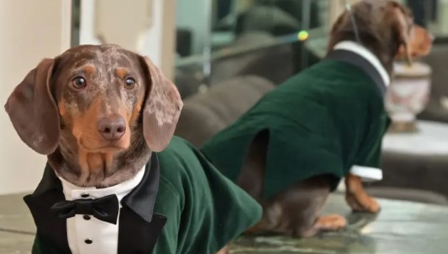 Köpeklerde keşfedilen “gizemli moleküller” yaşlanmanın sırrını çözebilir Köpeklerde keşfedilen “gizemli moleküller” yaşlanmanın sırrını çözebilir