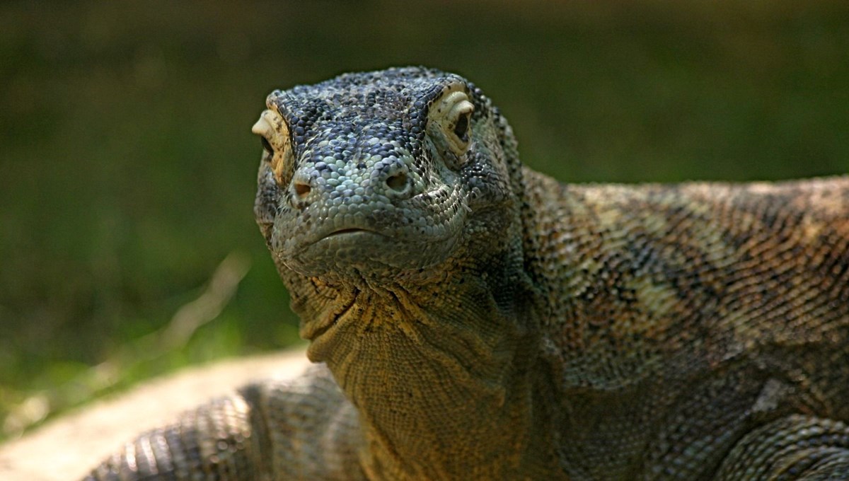 Selanik’te 4 milyon yıllık dev kertenkele fosilleri bulundu Selanik’te 4 milyon yıllık dev kertenkele fosilleri bulundu