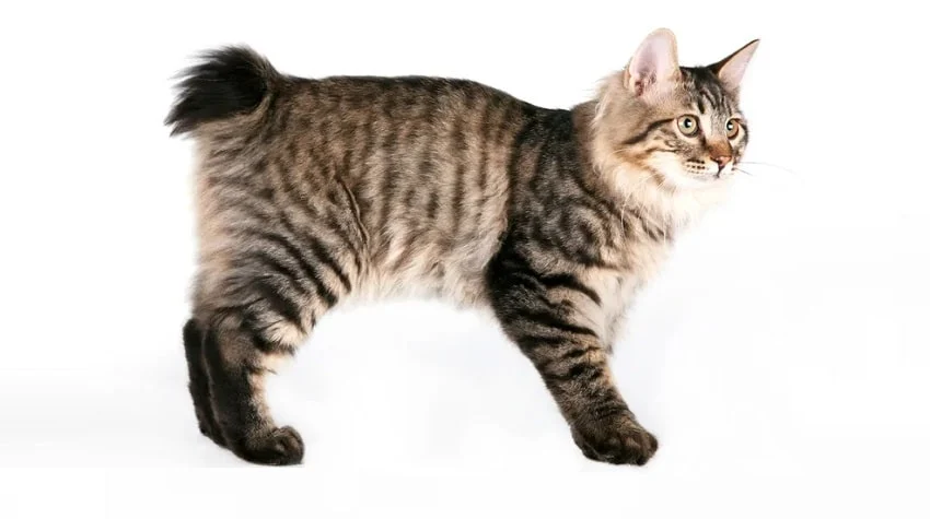 American Bobtail: Aileler İçin Uygun Bir Kedi Irkı American Bobtail: Aileler İçin Uygun Bir Kedi Irkı