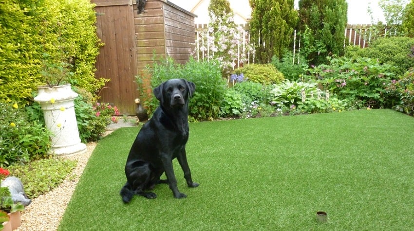 Bahçede Köpek Beslemenin Püf Noktaları Bahçede Köpek Beslemenin Püf Noktaları