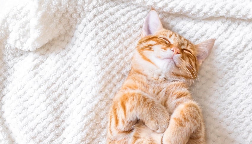 Bir Kedinin 24 Saati: Günlük Hayatları ve İhtiyaçları Bir Kedinin 24 Saati: Günlük Hayatları ve İhtiyaçları