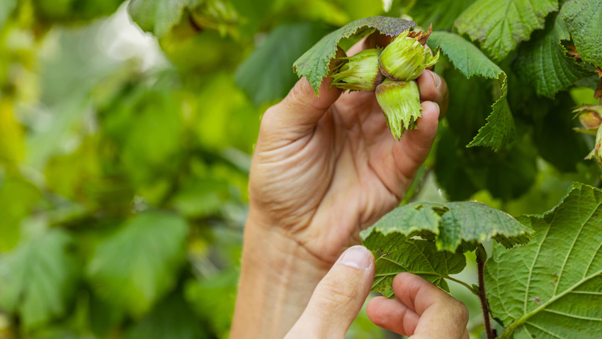 Fındık İçin Dünyaya Seslendi Fındık İçin Dünyaya Seslendi