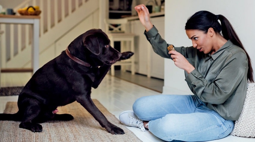 Köpek Eğitimi İçin Temel İpuçları ve Yöntemler Köpek Eğitimi İçin Temel İpuçları ve Yöntemler